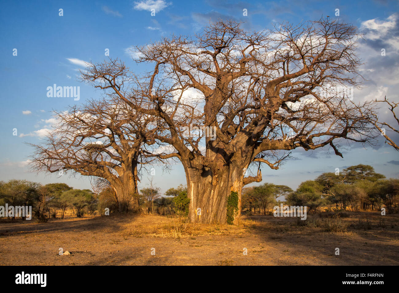 Africa, Baobab, adansonia digitata, trees, scenery, landscape, travel, Tanzania, Tarangire, national park Stock Photo