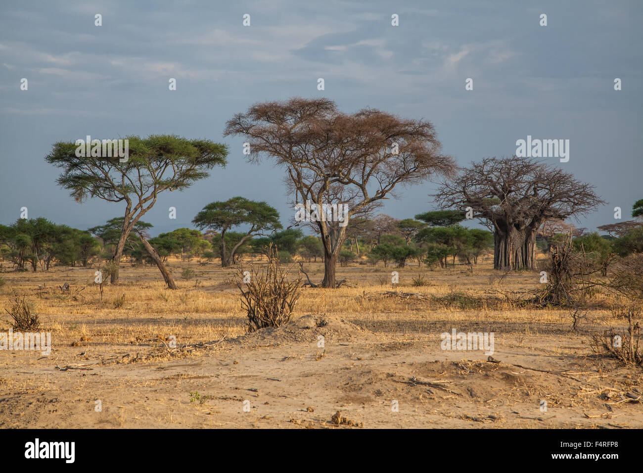 Africa, Baobab, adansonia digitata, trees, scenery, landscape, mood, safari, travel, savanna, Tanzania, Tarangire, national park Stock Photo