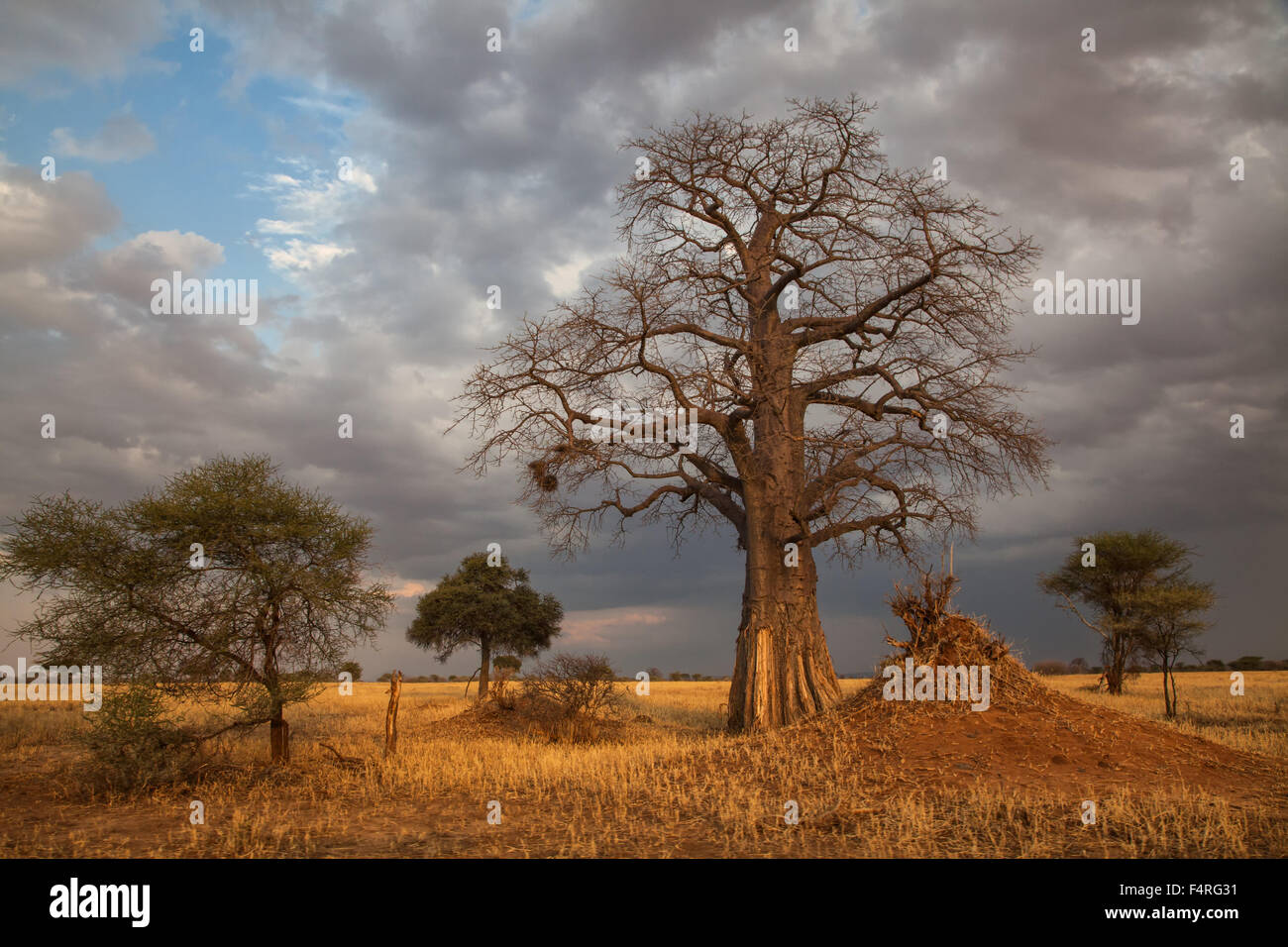 Africa, Baobab, adansonia digitata, trees, thunderstorms, scenery, landscape, mood, safari, travel, savanna, sundown, Tanzania, Stock Photo