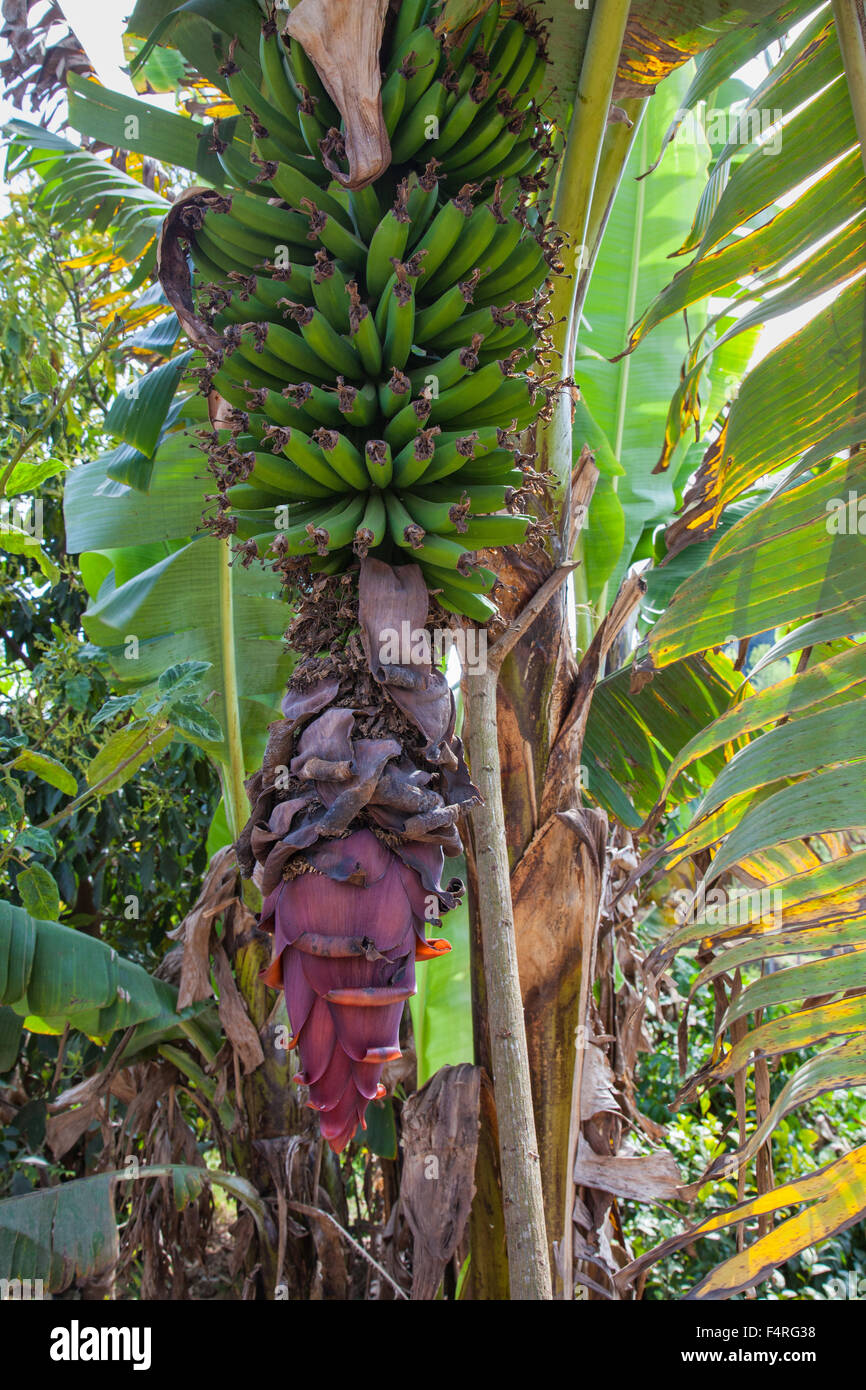 Africa, bananas, blossoms, fruits, plants, travel, Tanzania, Usambara