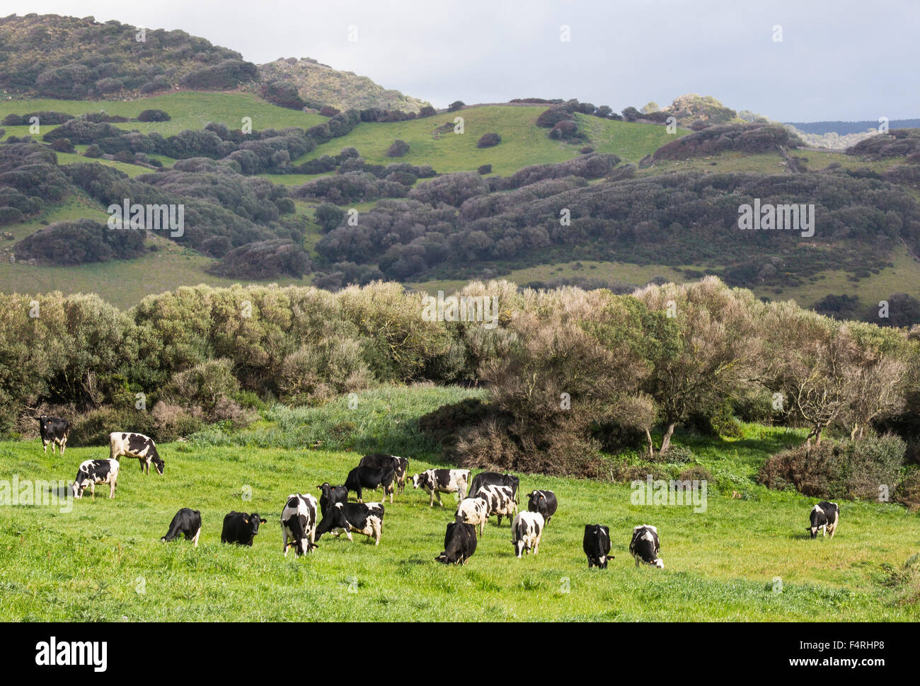 Balearic Islands, Landscape, Menorca, Island, Spain, Europe, Spring, colourful, cows, green, herd, no people, touristic, travel Stock Photo