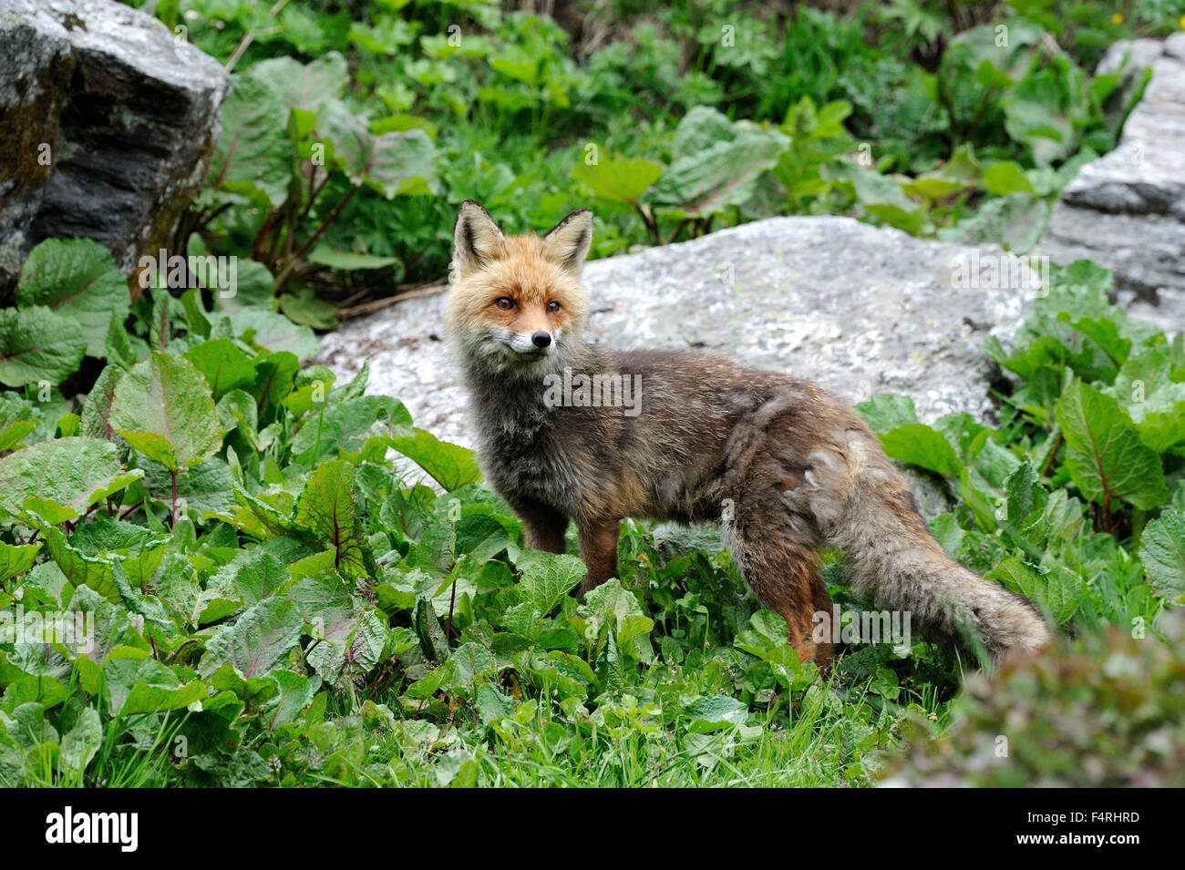 Germany, red fox, fox, predator, canids, European fox, Vulpes vulpes, foxes, mountain fox
