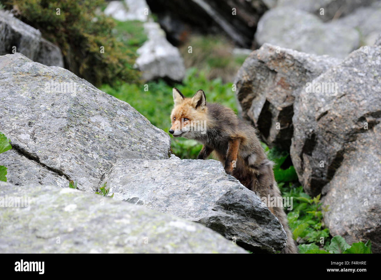 Germany, red fox, fox, predator, canids, European fox, Vulpes vulpes, foxes, mountain fox