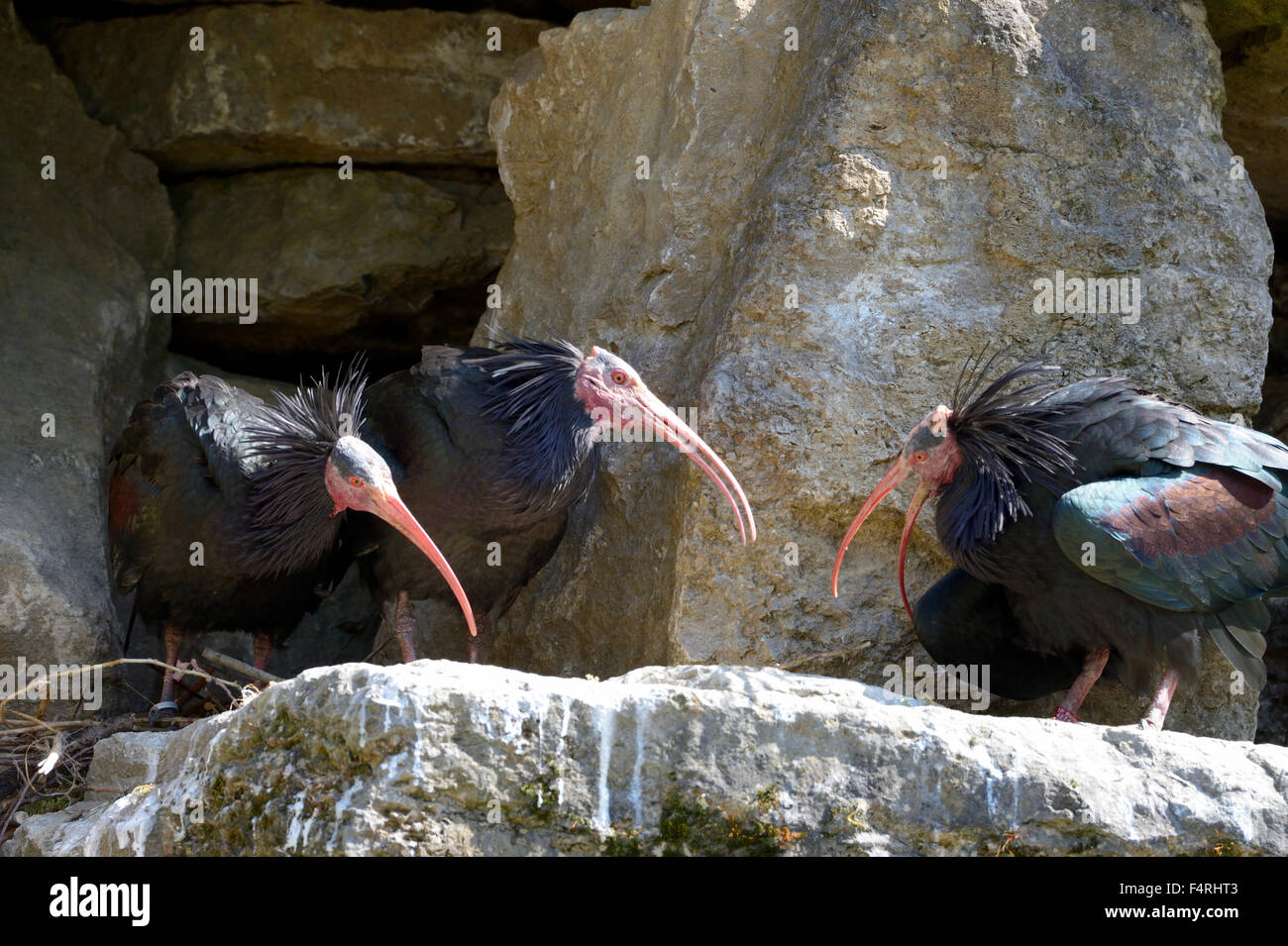 Germany, Geronticus eremita, ibis, waders, bird, birds, European ibis, Germany Stock Photo