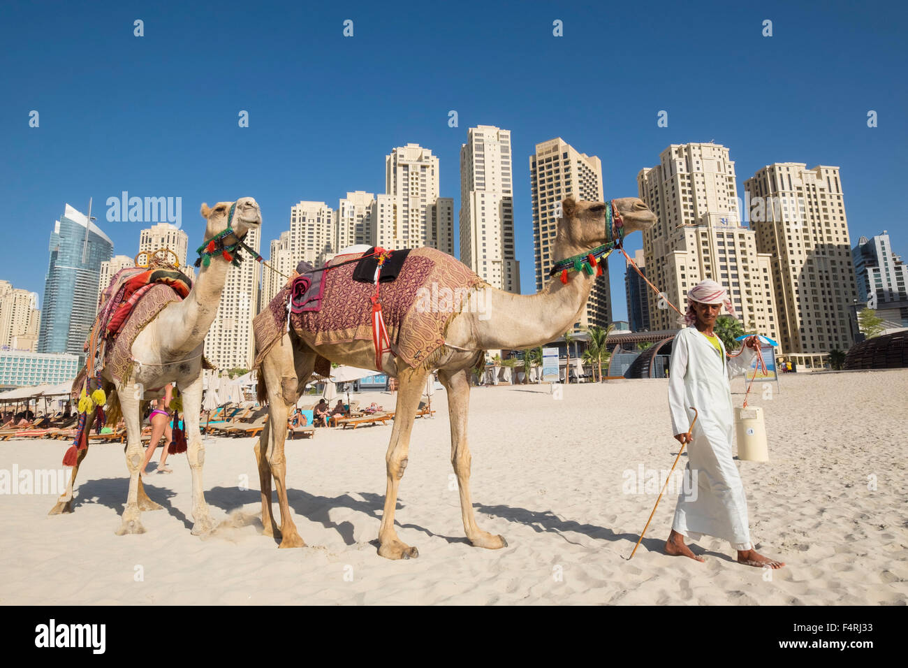 Tourist camels on beach at JBR Jumeirah Beach Residences in Marina district of Dubai United Arab Emirates Stock Photo