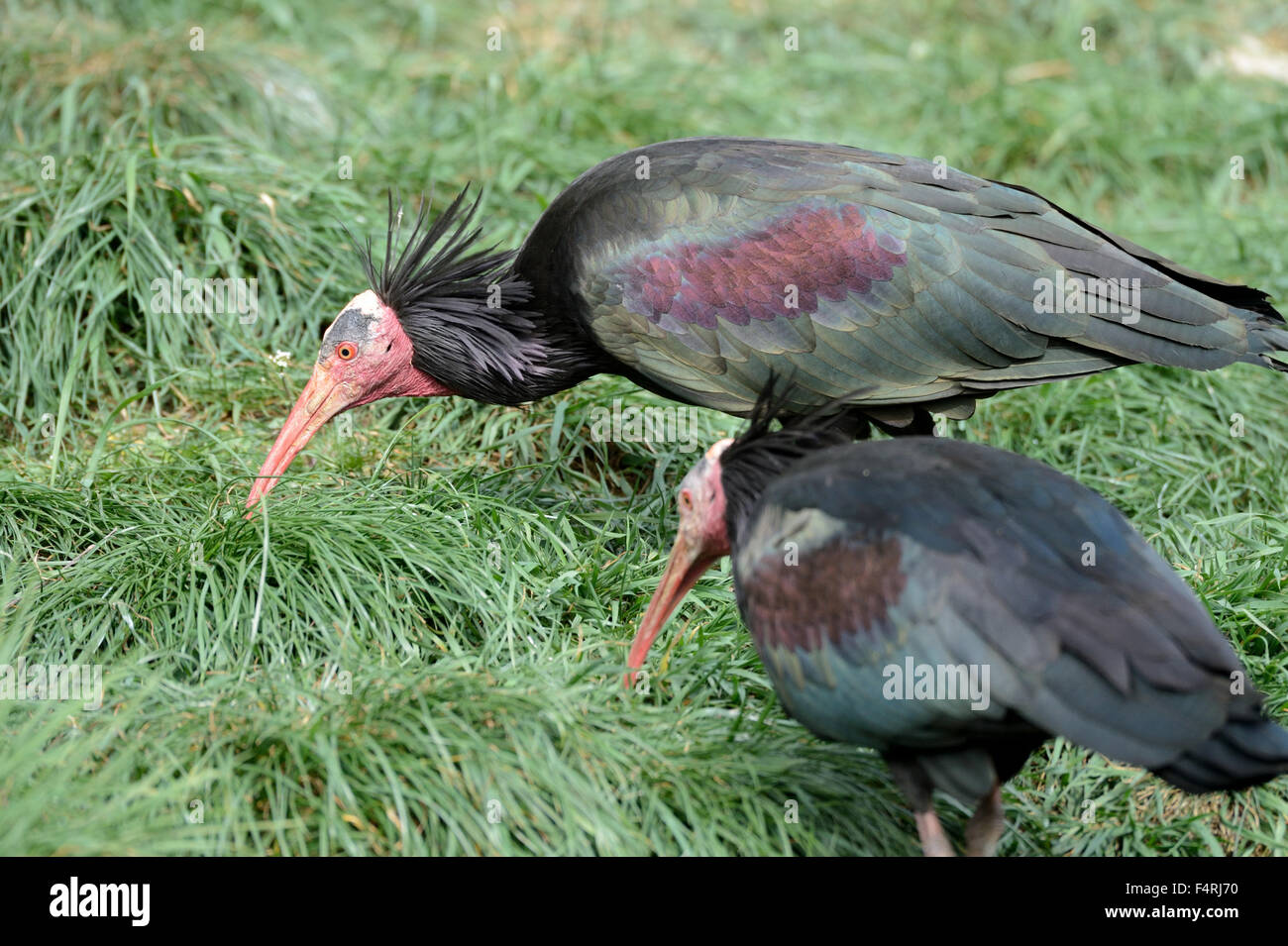 Germany, Geronticus eremita, ibis, waders, bird, birds, European ibis, Germany Stock Photo