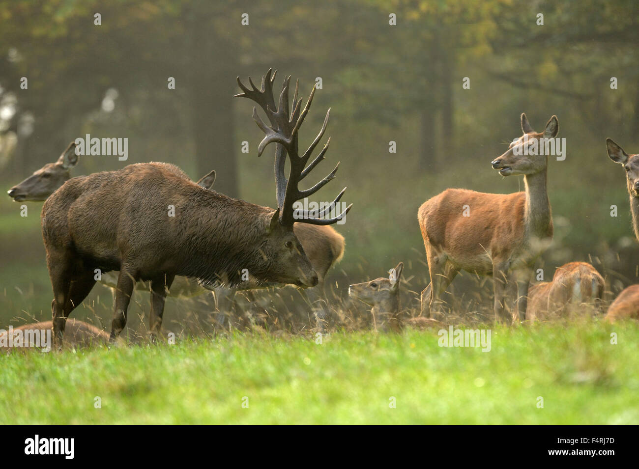 Germany, rut, rutting season, Cervidae, Cervus elaphus, antlers, deer, deer rut, deer, stags, hoofed animals, red deer, game, Ge Stock Photo