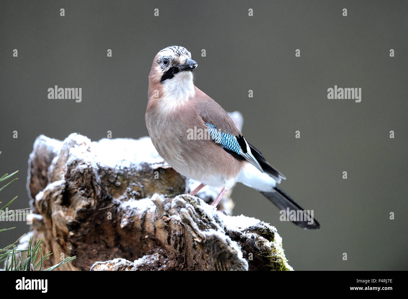 Germany, jay, Garrulus glandarius, songbirds, passerine, bird, birds, forest birds, Germany Stock Photo