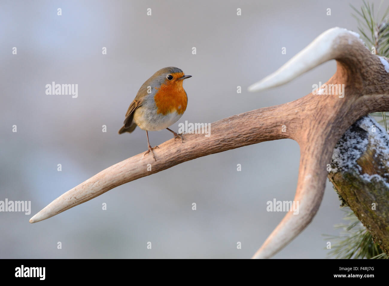 Germany, flycatcher, robin, redbreasts, songbird, songbirds, passerine, bird, birds, Germany Stock Photo