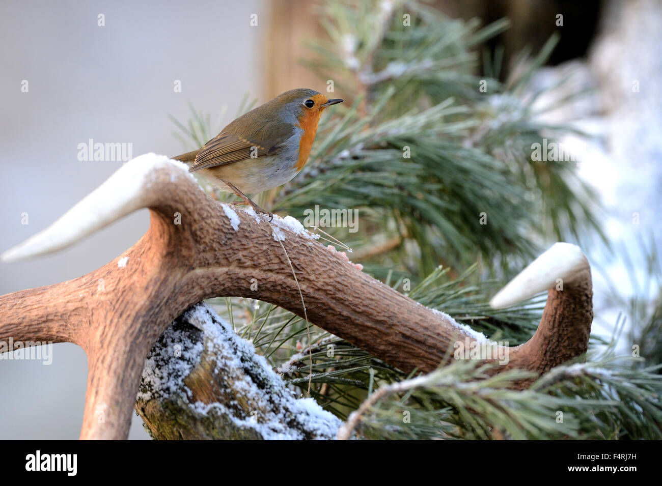 Germany, flycatcher, robin, redbreasts, songbird, songbirds, passerine ...