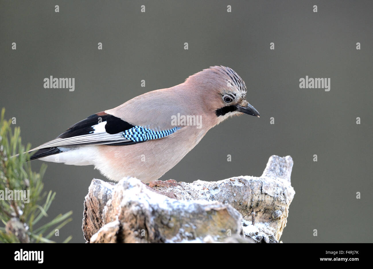 Germany, jay, Garrulus glandarius, songbirds, passerine, bird, birds, forest birds, Germany Stock Photo
