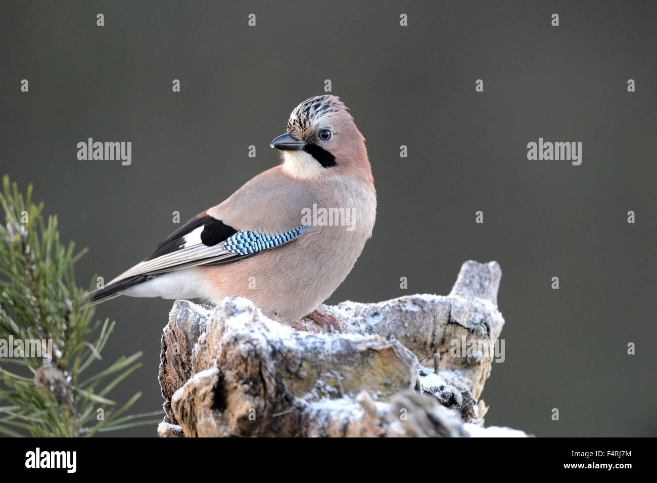 Germany, jay, Garrulus glandarius, songbirds, passerine, bird, birds, forest birds, Germany Stock Photo