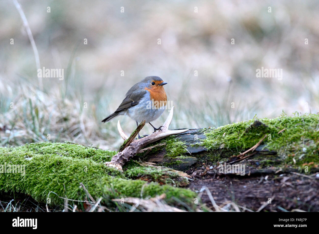 Germany, flycatcher, robin, redbreasts, songbird, songbirds, passerine, bird, birds, Germany Stock Photo