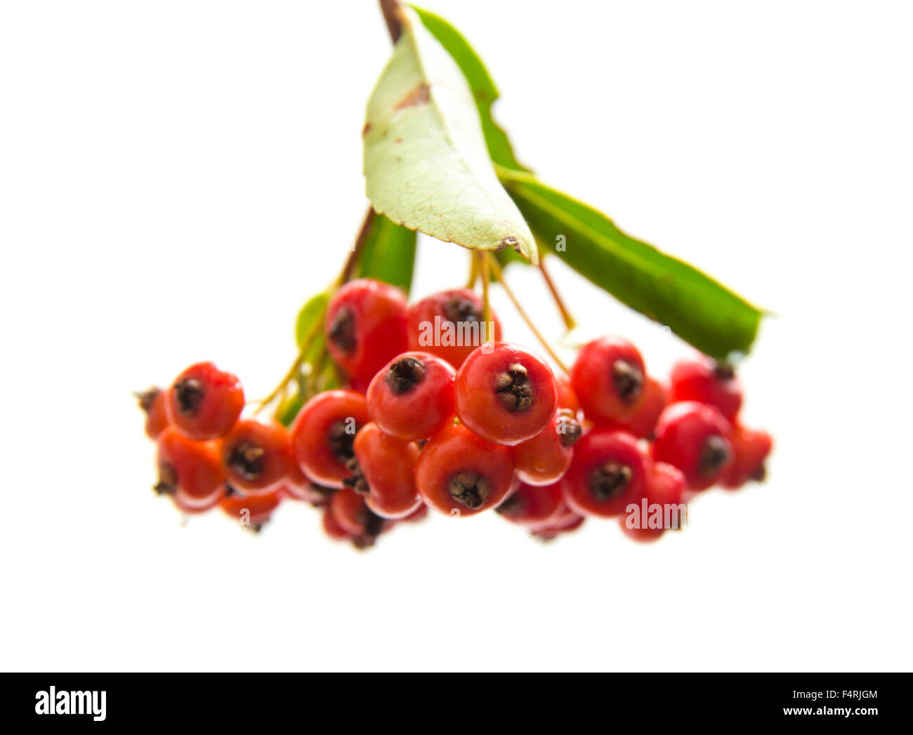 Pyracantha, firethorn berries isolated on white background Stock Photo