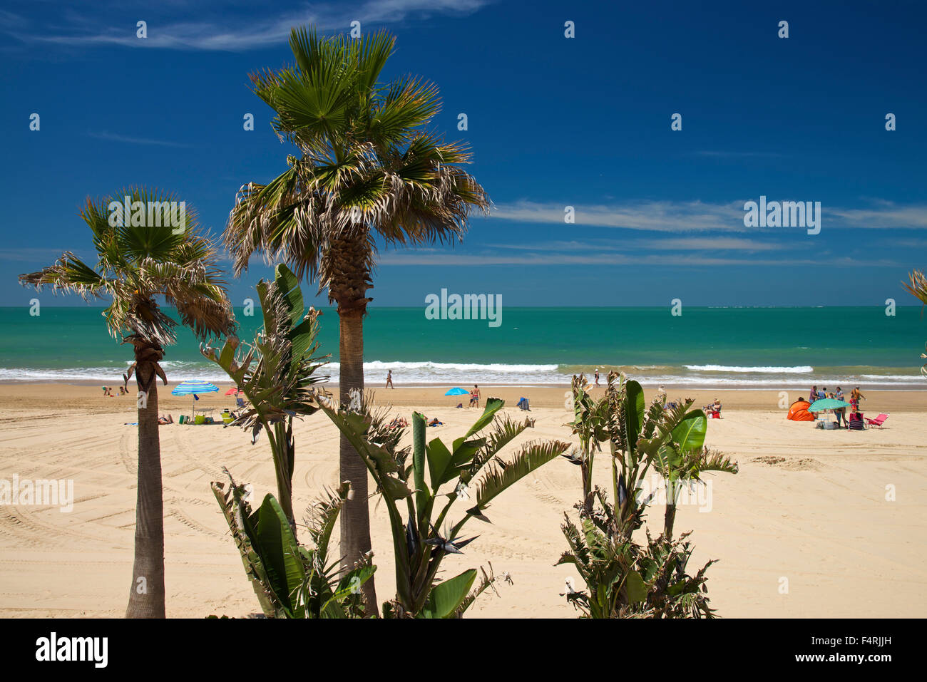 Andalusia, Spain, Europe, outside, day, Chipiona, Costa de la Luz, beach, seashore, palm beach, palm, person, people, persons Stock Photo