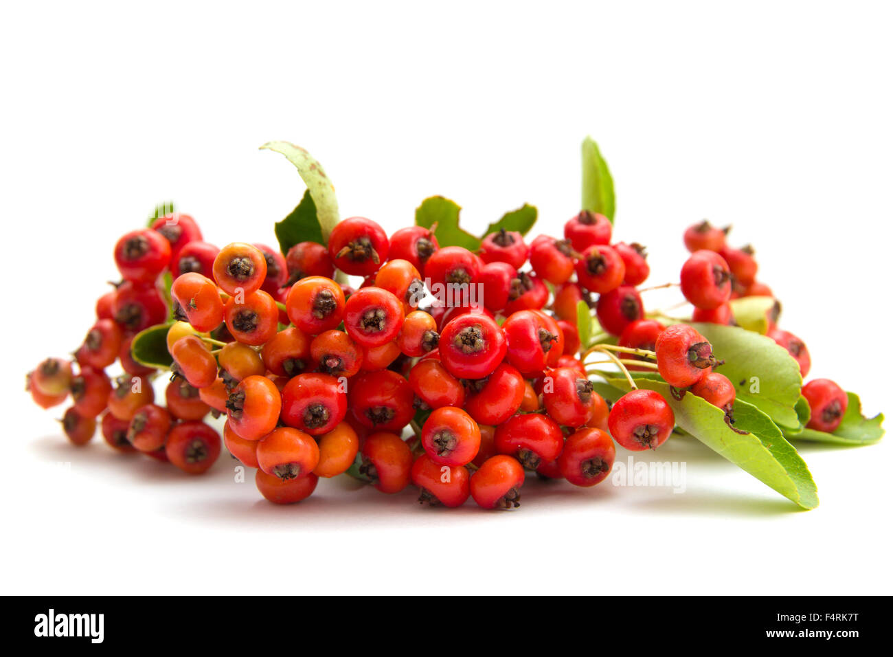 Pyracantha, firethorn berries isolated on white background Stock Photo