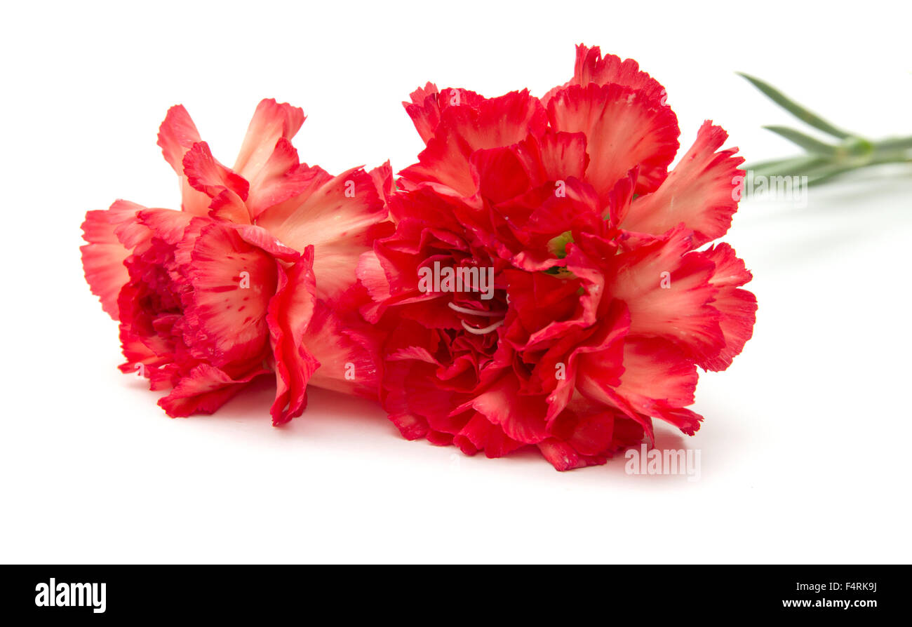 Orange carnation hires stock photography and images Alamy