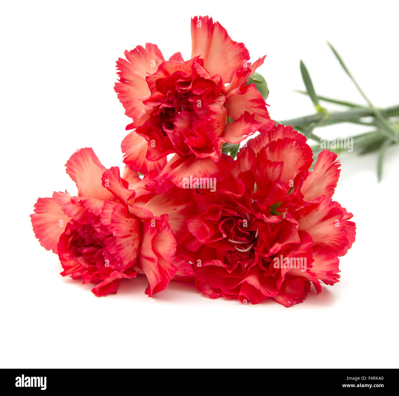 Orange carnation hires stock photography and images Alamy