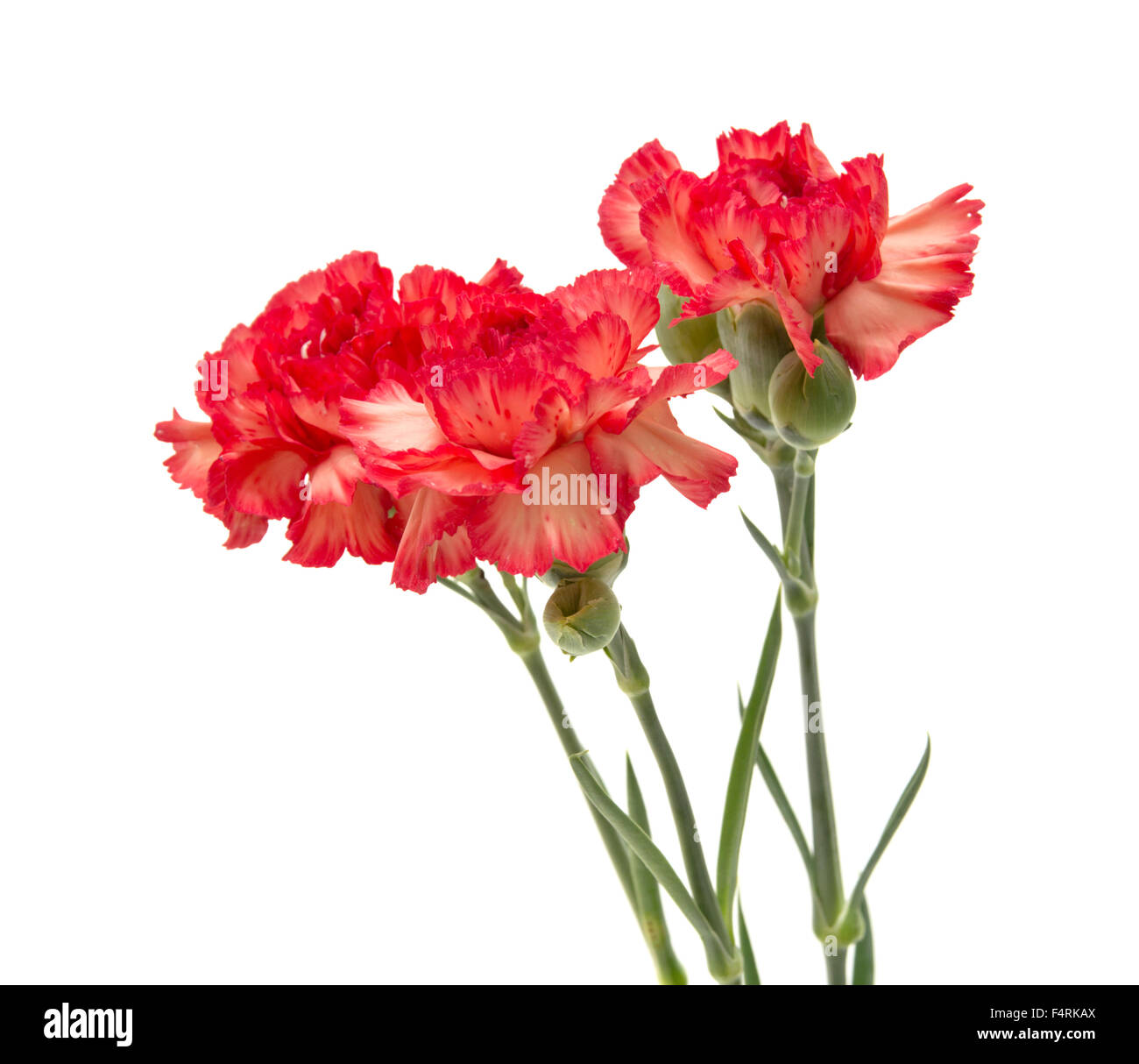 variegated red and orange carnation flowers isolated on white ...