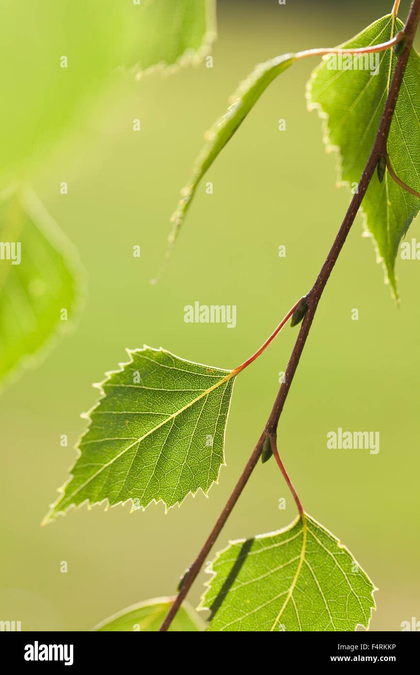 Close up of leaves of birch tree hires stock photography and images