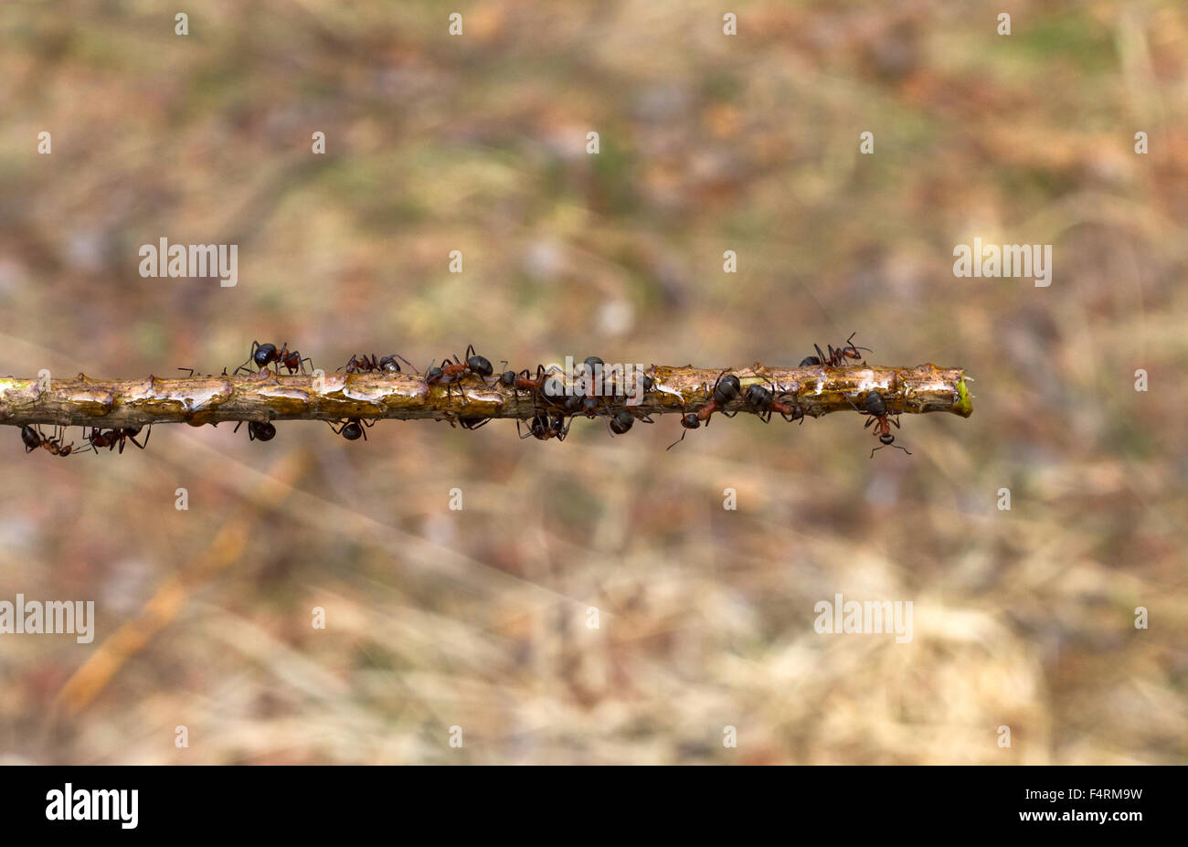 Ants running on a stick close up Stock Photo