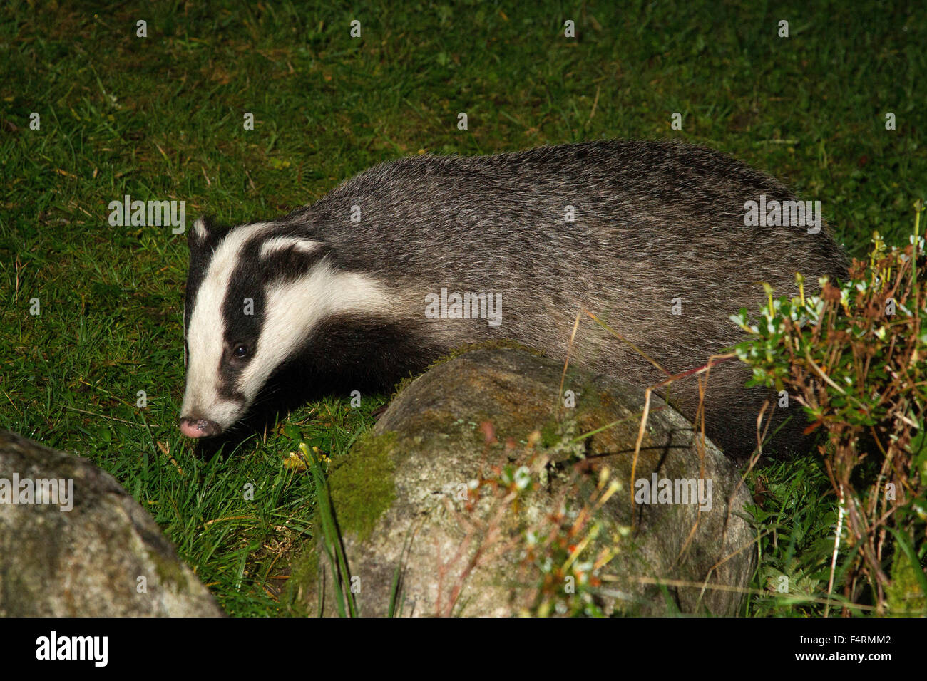 Badger. An example of some of the  wildlife in Glen Hurich, Ardnamurchan, Western Scotland. Stock Photo