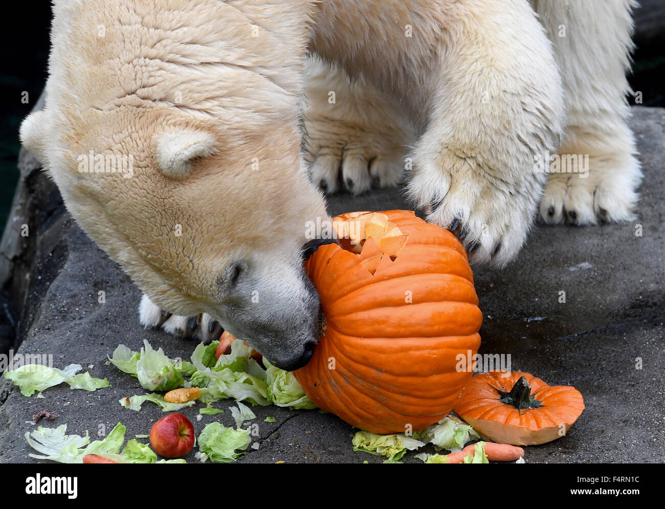 Polar Bear Pumpkin