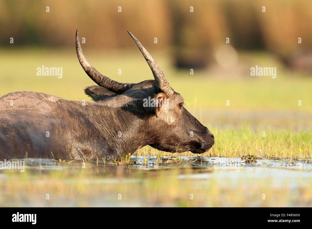 Water Buffalo, animal, Thailand, Asia, mammal, bubalus bubalis, portrait Stock Photo