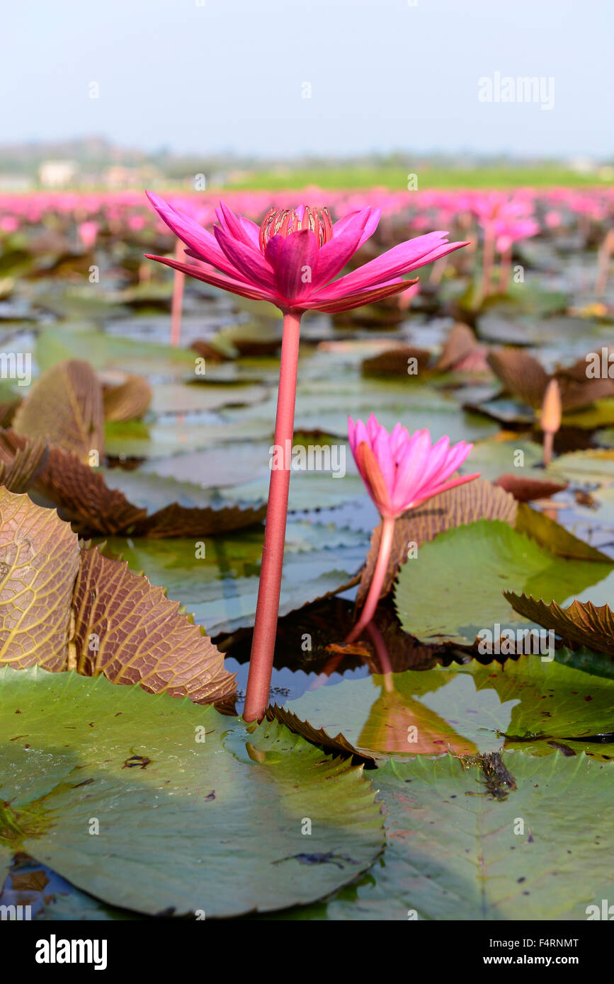 Red Indian water lily, water lily, open, flower, Tale Noi, Patthalung, Thailand, Asia, Stock Photo