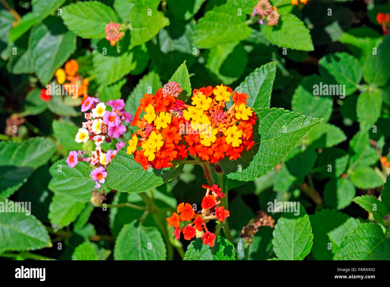 Europe, Spain, Alicante, Lantana Camara, little change rose, blossoms, flowers, plants, shrub, bush, Stock Photo