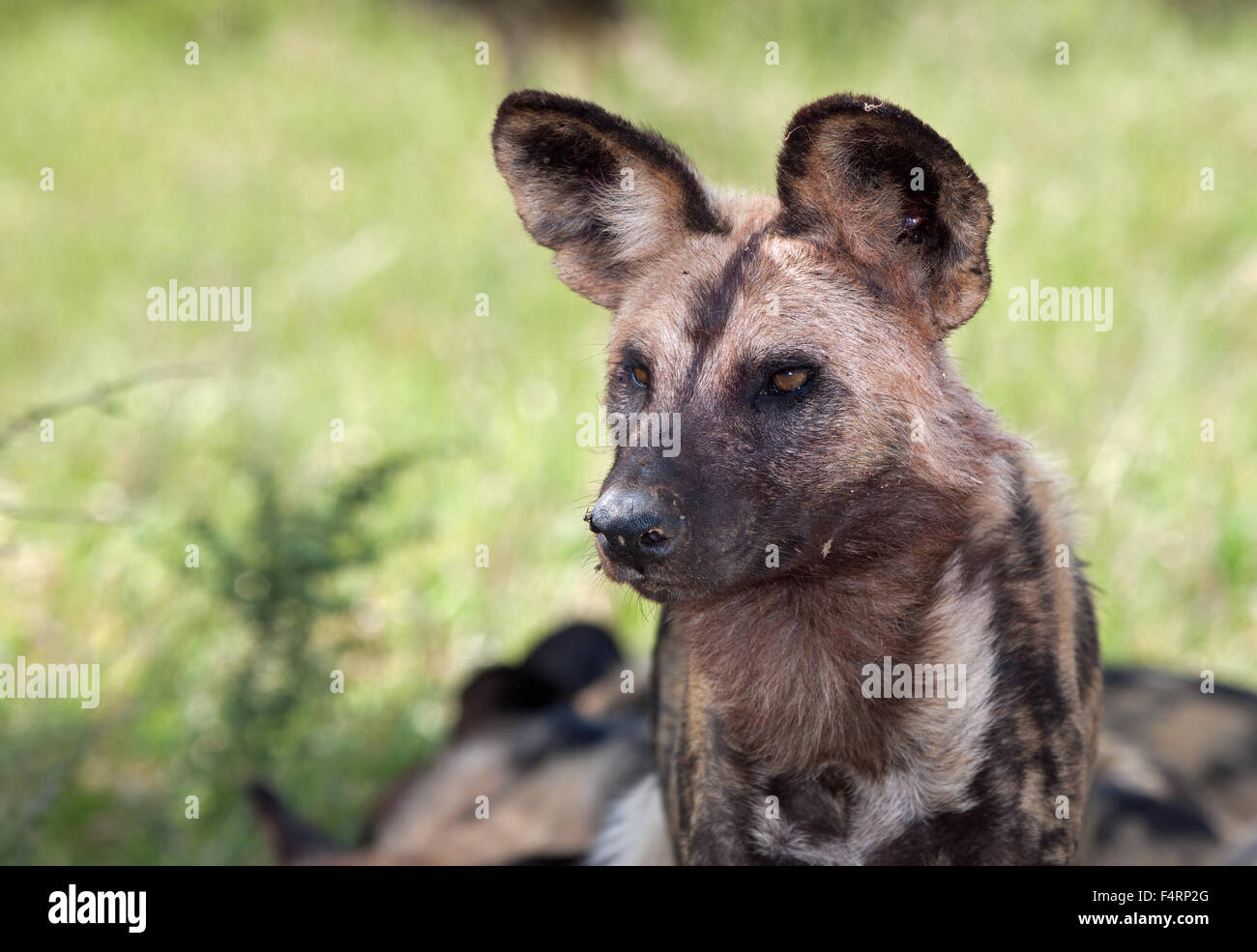African wild dog or African painted dog (Lycaon pictus), portrait, Kruger National Park, South Africa Stock Photo