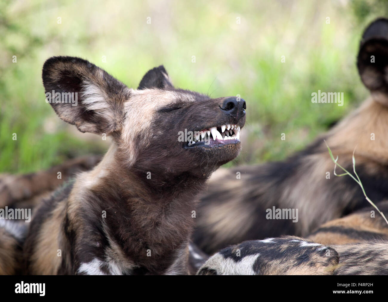 African wild dog or African painted dog (Lycaon pictus) baring teeth, Kruger National Park, South Africa Stock Photo
