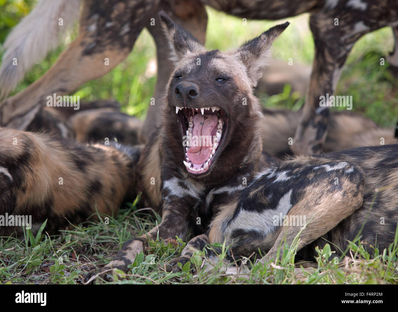 African wild dog or African painted dog (Lycaon pictus), yawning, Kruger National Park, South Africa Stock Photo