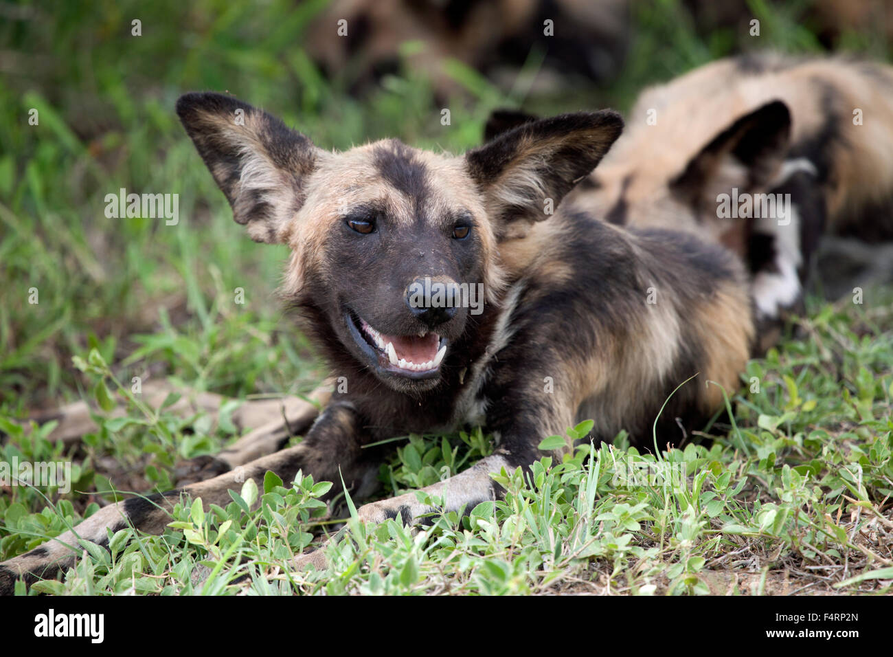 African wild dog or African painted dog (Lycaon pictus) in grass, Kruger National Park, South Africa Stock Photo