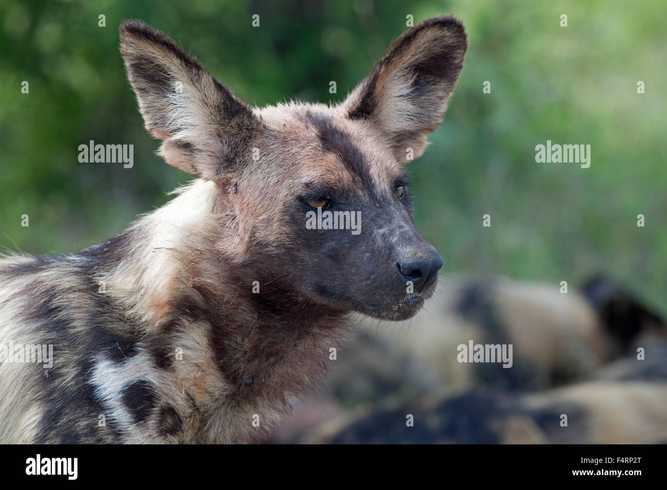 African wild dog or African painted dog (Lycaon pictus), portrait, Kruger National Park, South Africa Stock Photo