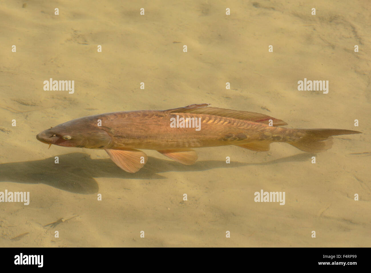 Carp, Cyprinus spec., Cyprinidae, fish, freshwater fish, animal, Grône, Canton, Valais, Switzerland Stock Photo