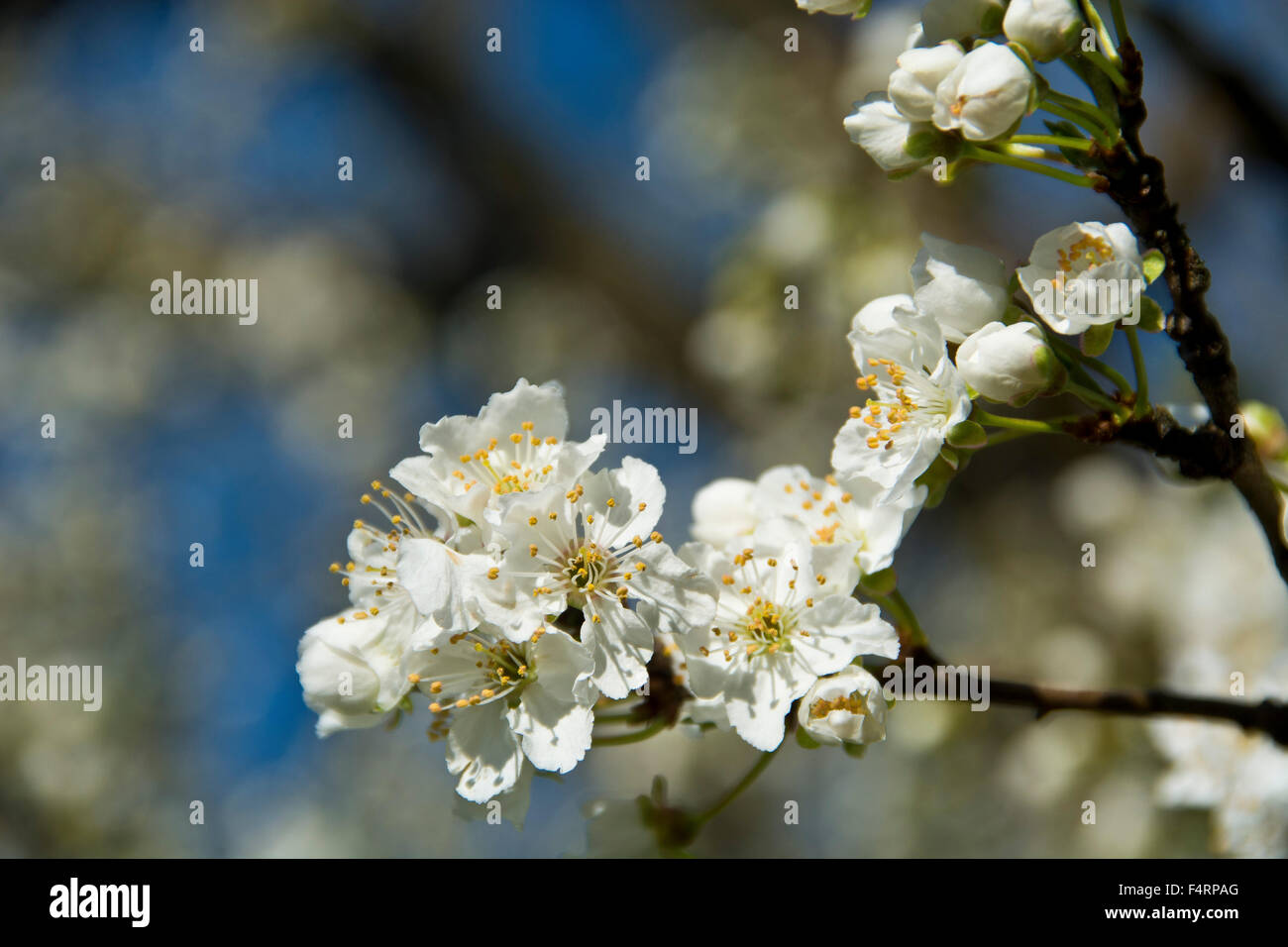 Switzerland, Europe, Jura, blossom, flourish, fruit-tree, plum, Stock Photo