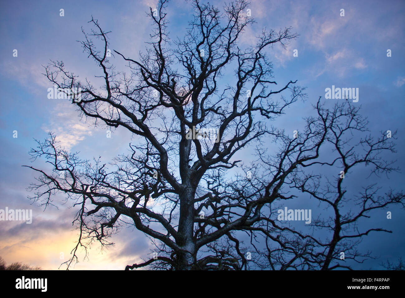 Switzerland, Europe, oak, winter, branches, knots, sunrise, clouds, tree Stock Photo