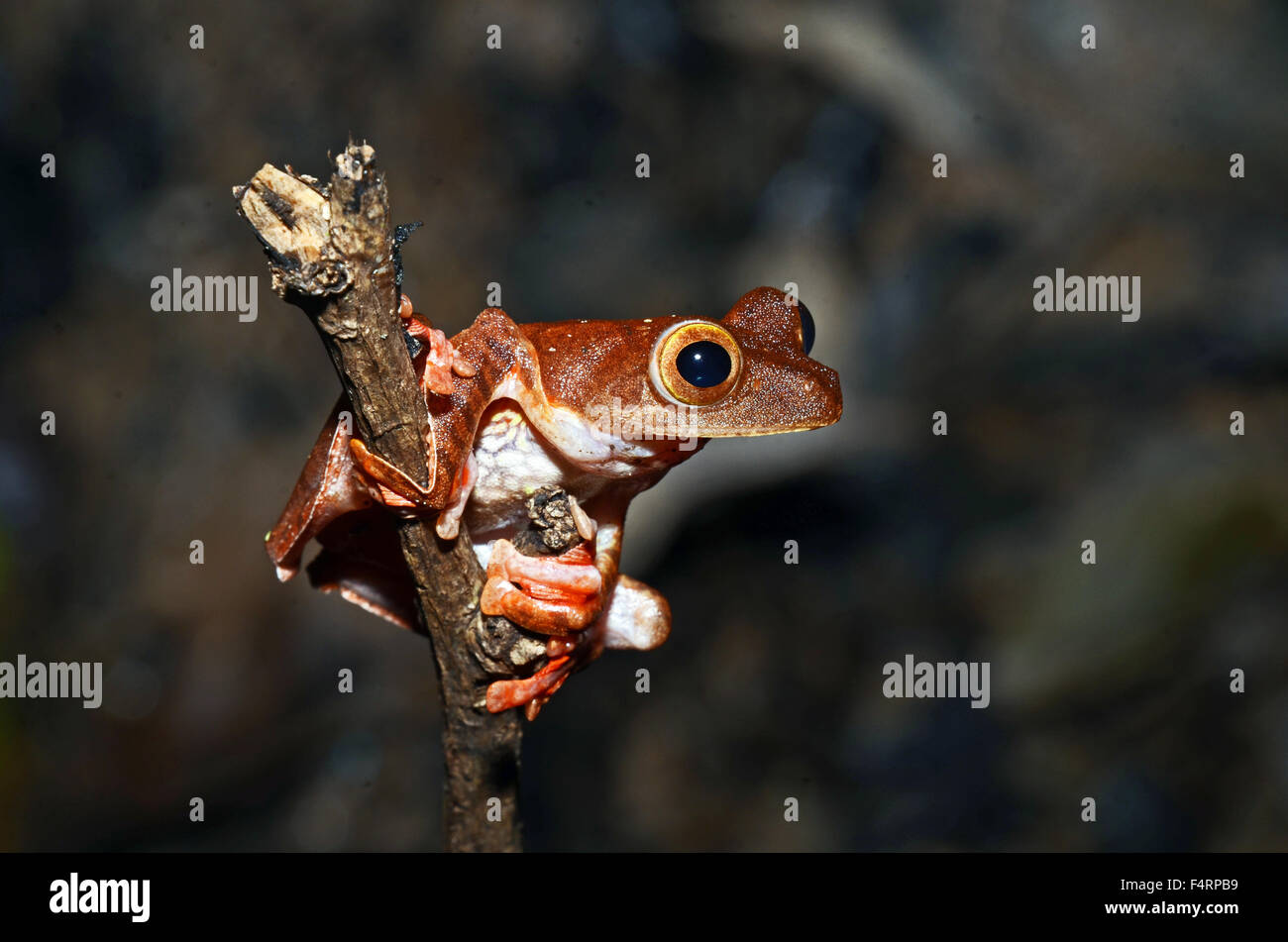 Harlequin Flying Frog (Rhacorphorus pardalis), Kubah National Park, Malaysia Stock Photo