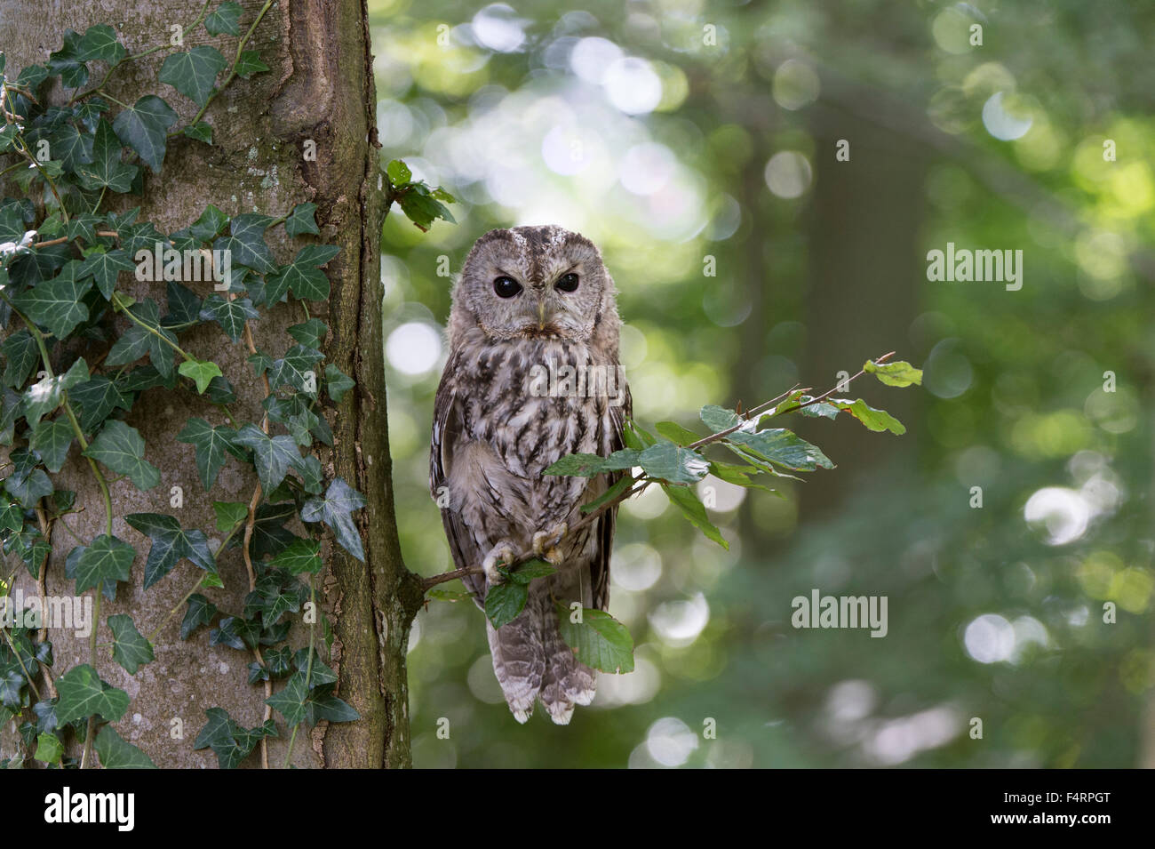 Tawny owl (Strix aluco), captive, Vulkaneifel, Germany Stock Photo