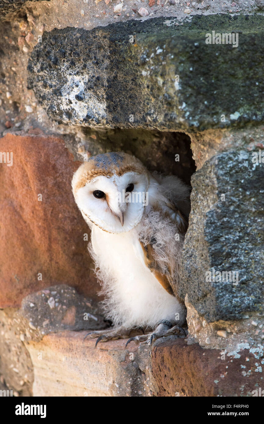 Barn owl (Tyto alba), sitting in a wall, captive, Vulkaneifel, Germany Stock Photo