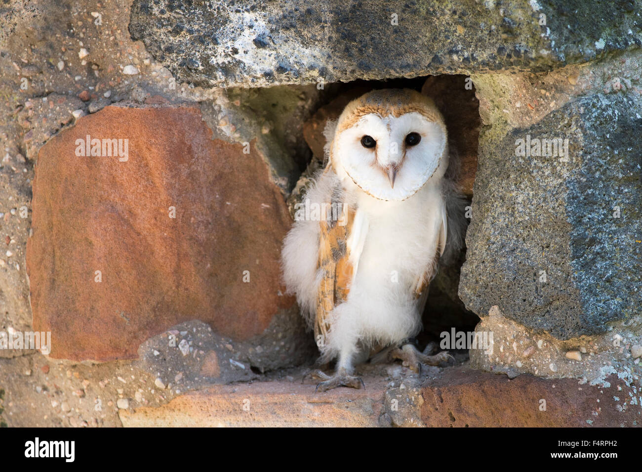 Barn owl (Tyto alba), sitting in a wall, captive, Vulkaneifel, Germany Stock Photo