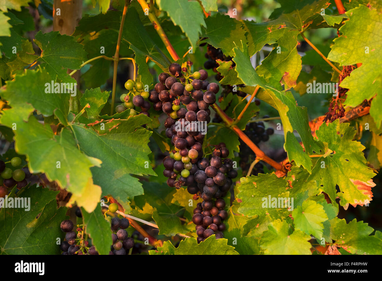Red grapes on the vine, Klingenberg am Main, Mainviereck, Lower Franconia, Franconia, Bavaria, Germany Stock Photo