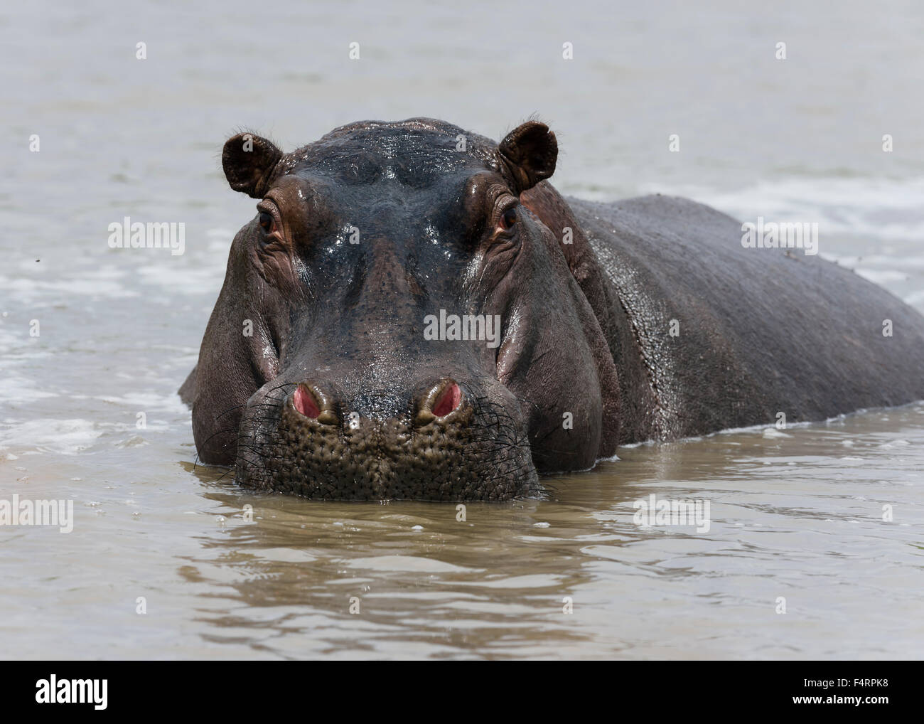 Hippo (Hippopotamus amphibius) in the Mara River, Masai Mara National Reserve, Narok County, Kenya Stock Photo