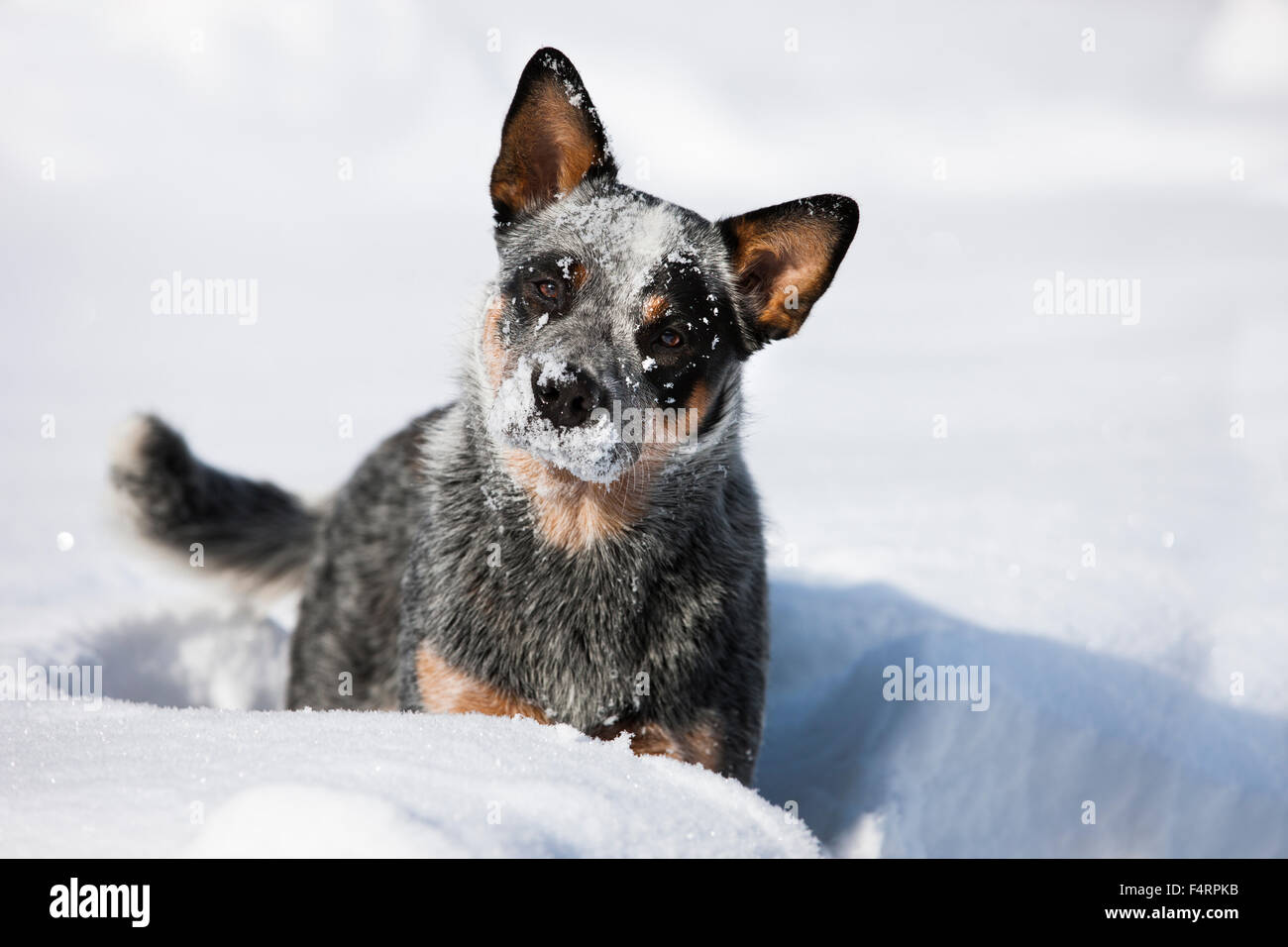 Australian Cattle Dog, blue, puppy standing in deep snow, North Tyrol, Austria Stock Photo