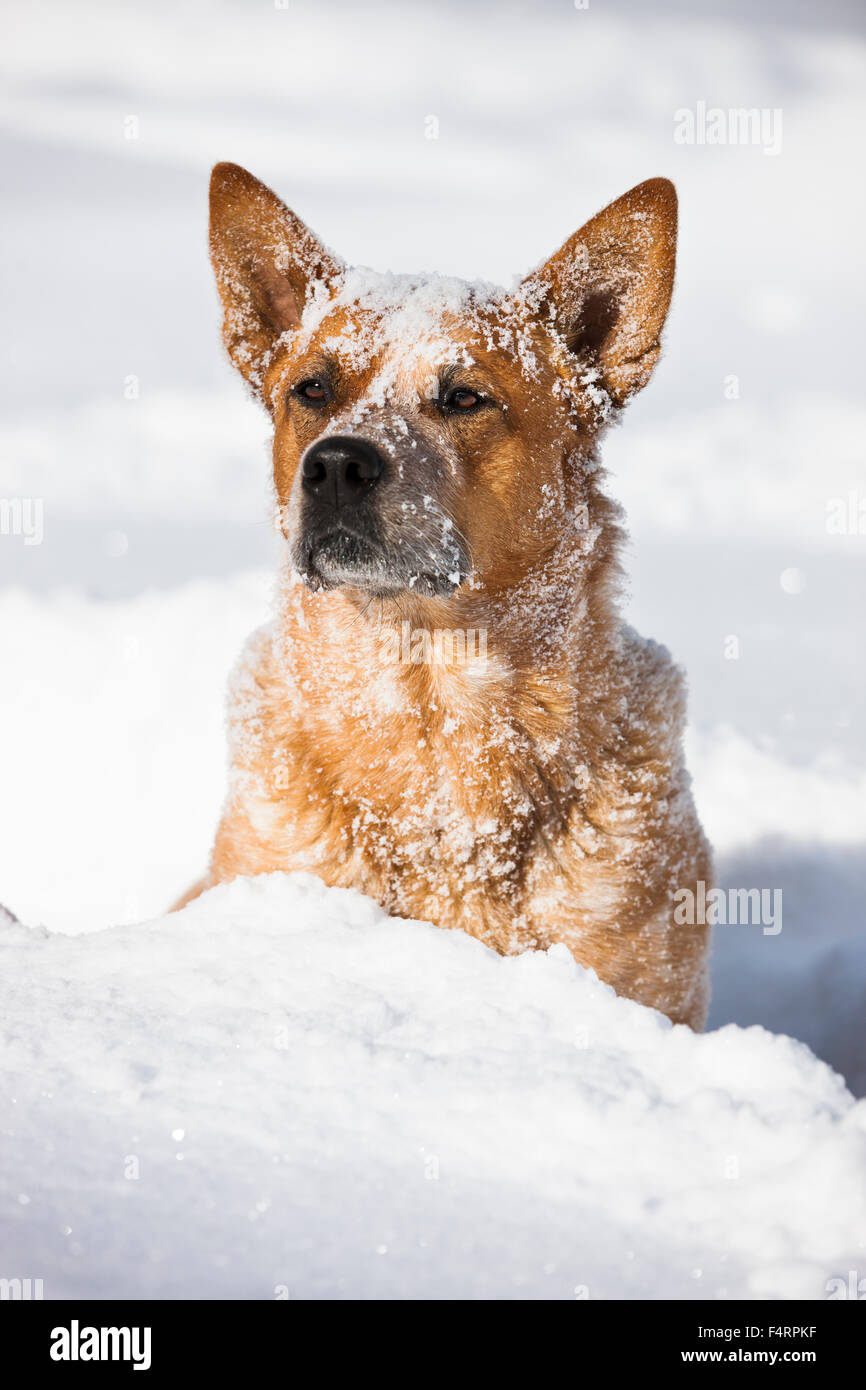 Australian Cattle Dog, male, red, sitting in deep snow, North Tyrol, Austria Stock Photo