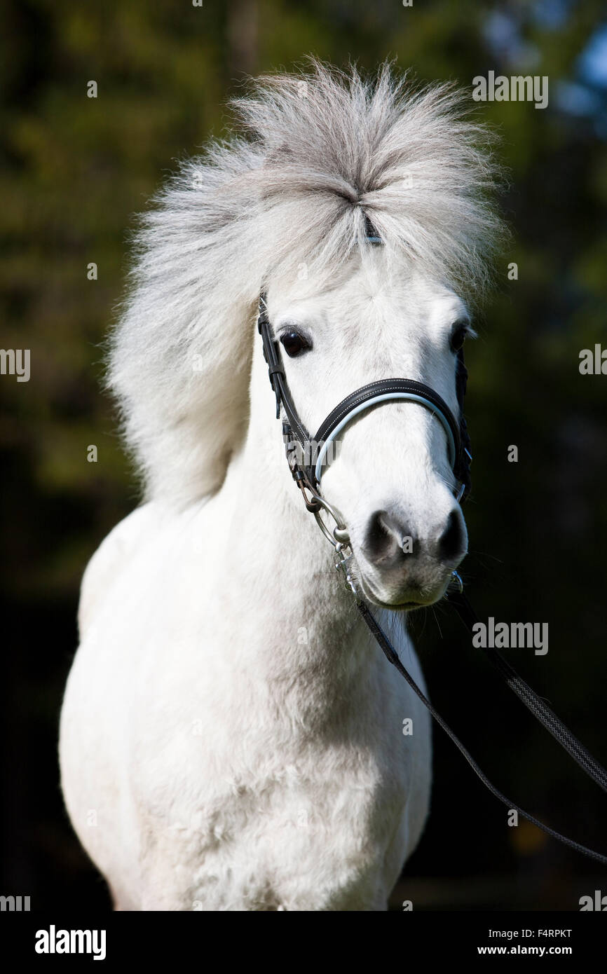 Pony with bridle, portrait, Schimmel, Austria Stock Photo