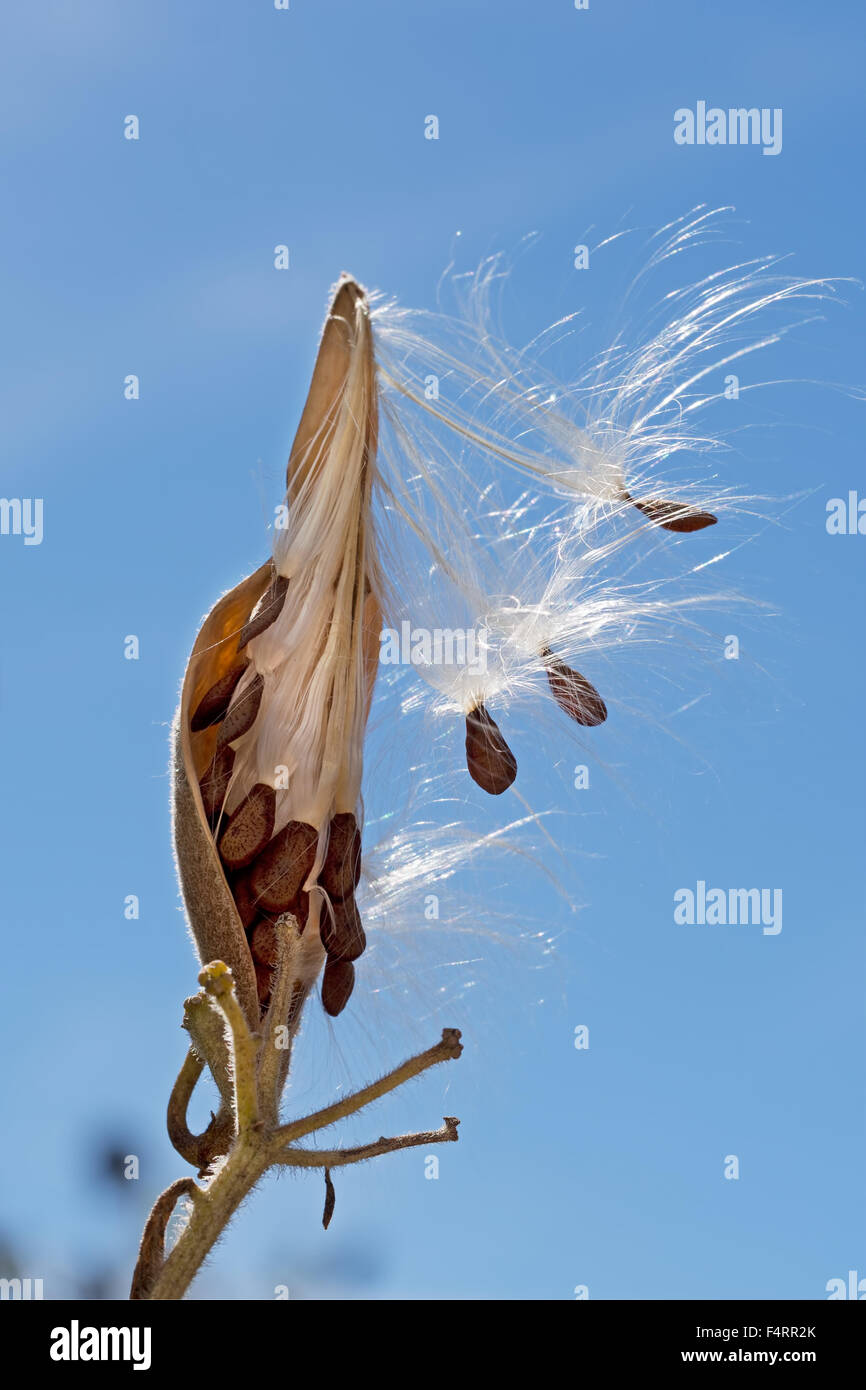 Natural propagation. Downy seeds from Asclepias tuberosa flower ready to blow in the wind. Stock Photo