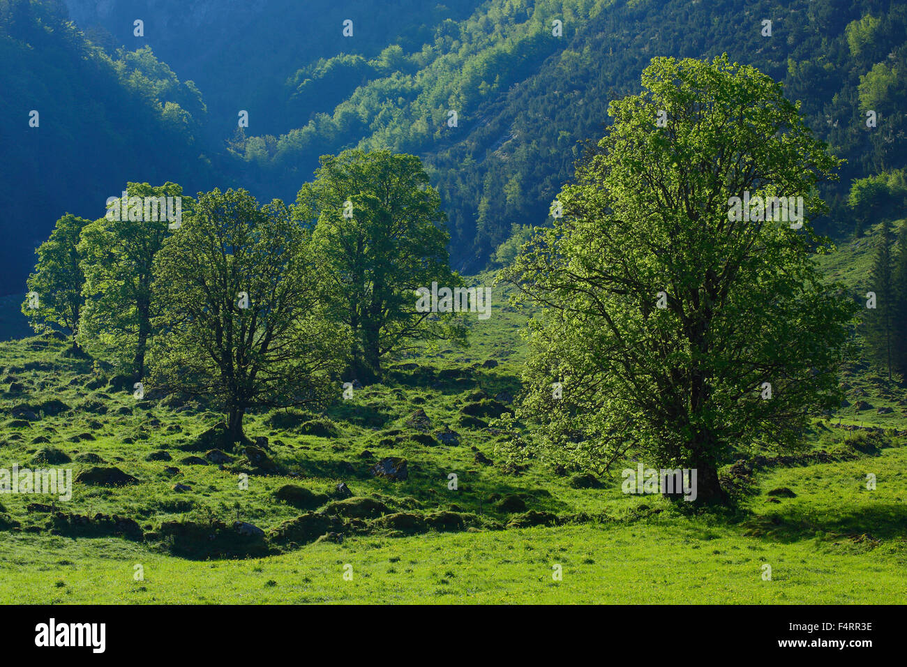 Acer pseudoplatanus, maple, tree, mountain, sycamore, mountains, trees, spring, mountains, canton Glarus, Switzerland, green Stock Photo