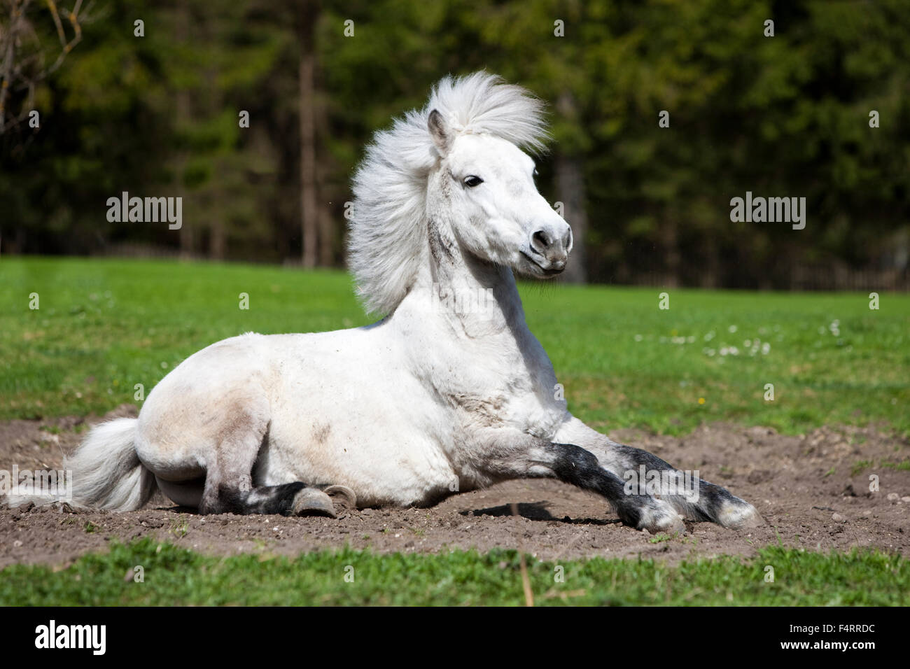 Pony getting up after rolling around, Schimmel, Austria Stock Photo
